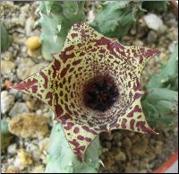 Huernianthus Alexis